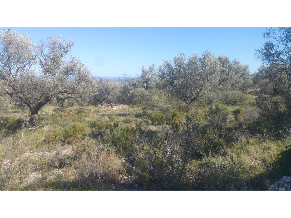 Finca en San Rafael Del Rio, Castellon - foto 3